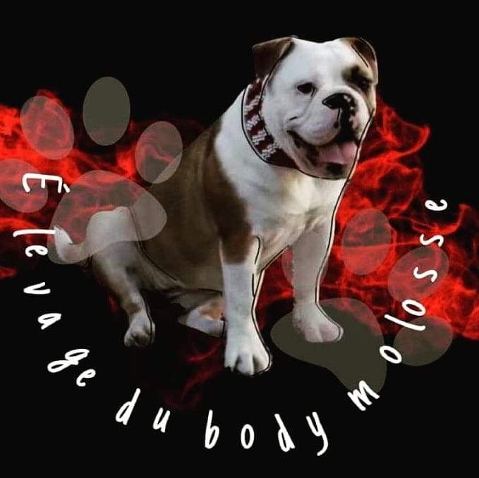 chiot Bulldog continental Du Body Molosse