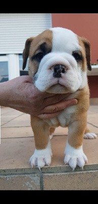 CHIOT