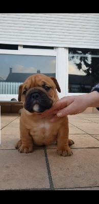 CHIOT