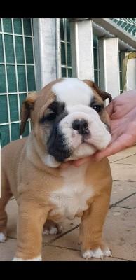 CHIOT