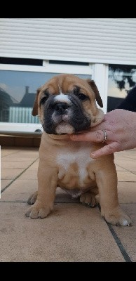 CHIOT