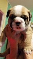 SHARLY