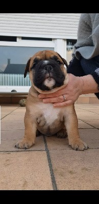 CHIOT