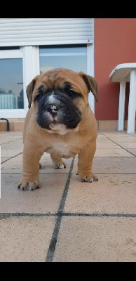 CHIOT