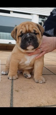 CHIOT